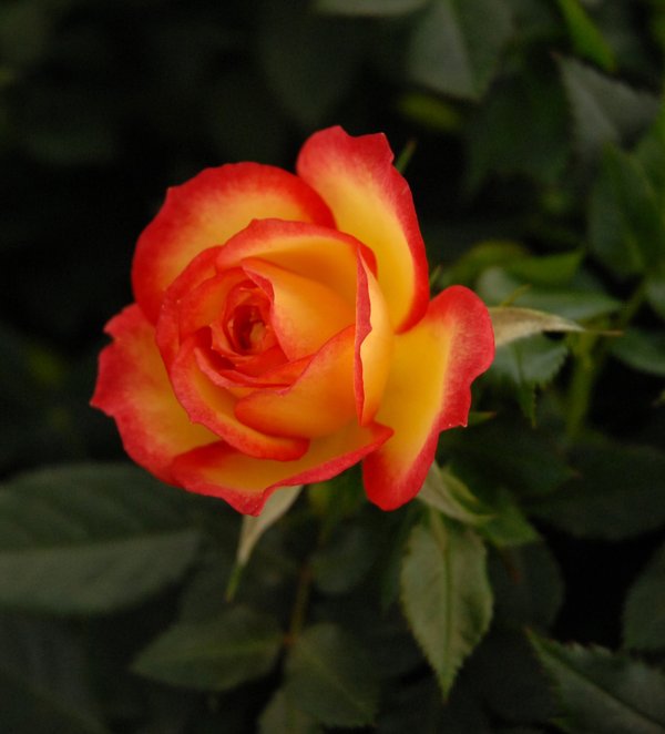Comment les roses éternelles peuvent-elles changer la manière dont vous offrez des fleurs ?